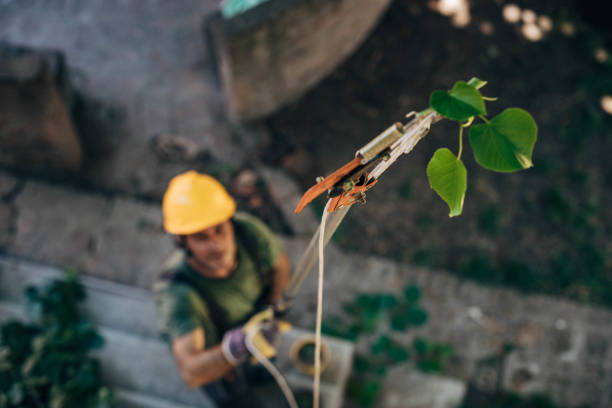 Best Tree Risk Assessment  in Park City, MT